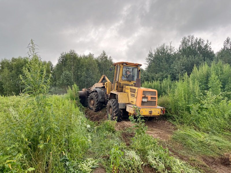 Около 2 га дикорастущей конопли уничтожено в Костюковичском районе