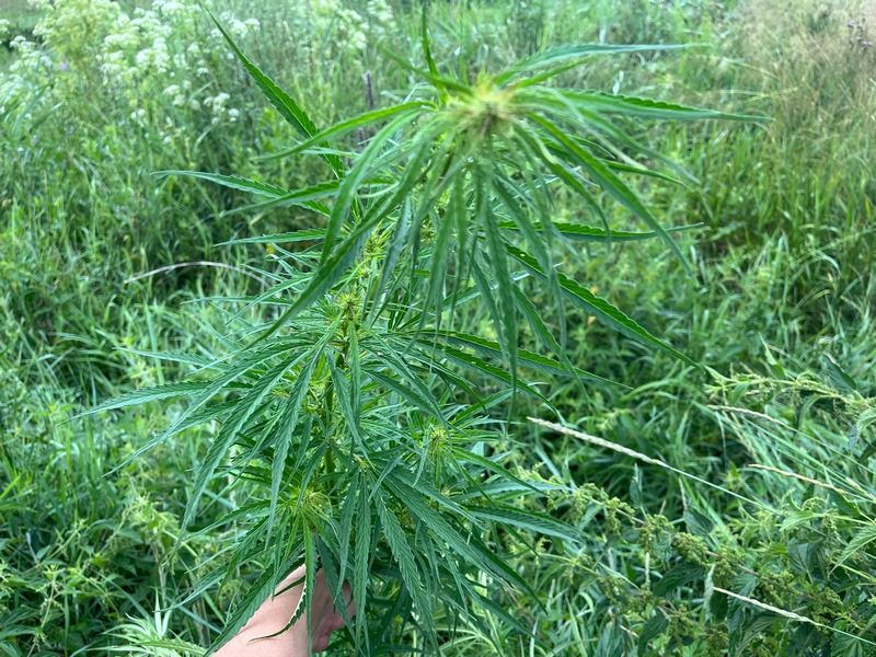 Около 2 га дикорастущей конопли уничтожено в Костюковичском районе