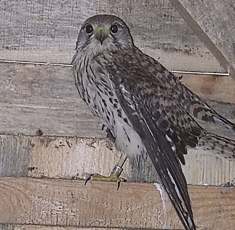 В Костюковичском районе обнаружили раненую пустельгу обыкновенную. На левой ноге хищной птицы оказалось кольцо с кодовым механизмом