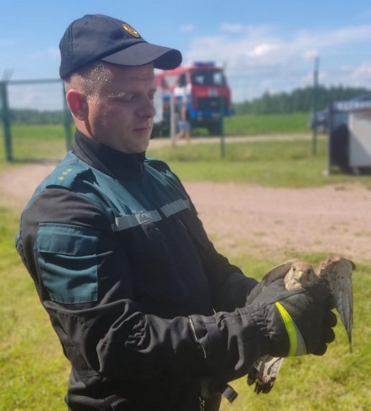 В Костюковичском районе обнаружили раненую пустельгу обыкновенную. На левой ноге хищной птицы оказалось кольцо с кодовым механизмом