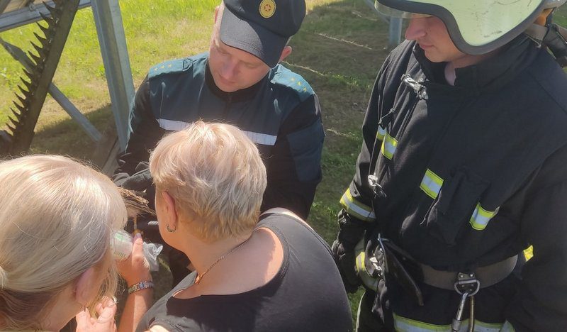 В Костюковичском районе обнаружили раненую пустельгу обыкновенную. На левой ноге хищной птицы оказалось кольцо с кодовым механизмом