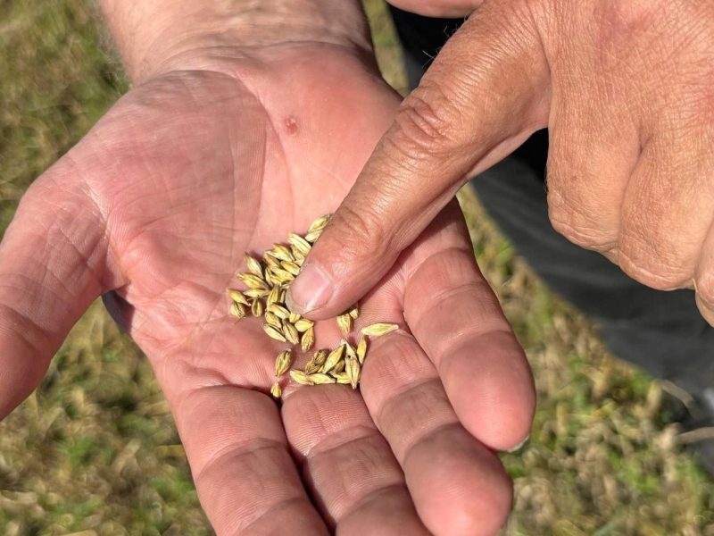 В Костюковичском районе началась уборочная кампания