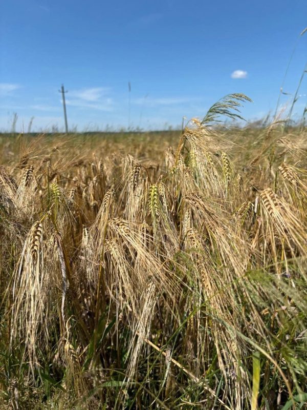 В Костюковичском районе началась уборочная кампания