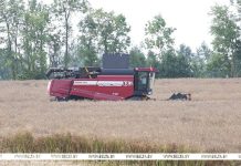 Лукашенко снова посещает Смолевичский район, в центре внимания — уборка озимого рапса