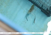 Экскурсии на единственную в стране экоферму по выращиванию креветок планируют организовать в Беларуси