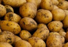 В Беларуси началась уборка картофеля