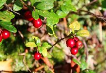 В Могилевской области определили сроки заготовки брусники и клюквы