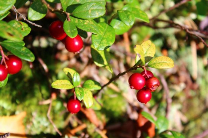 В Могилевской области определили сроки заготовки брусники и клюквы