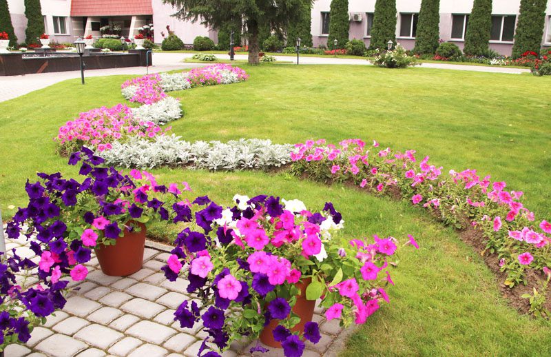 Цветущее предприятие: как на территории БЦЗ заботятся о благоустройстве