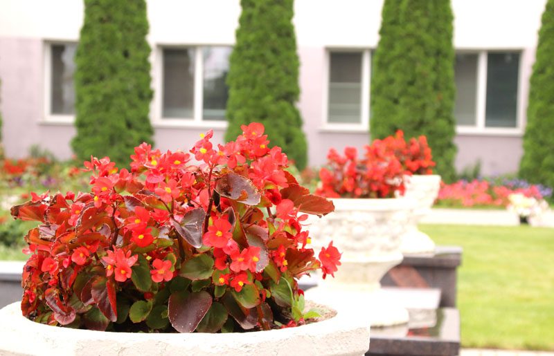 Цветущее предприятие: как на территории БЦЗ заботятся о благоустройстве