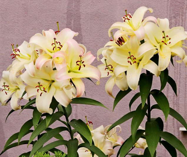 Цветущее предприятие: как на территории БЦЗ заботятся о благоустройстве