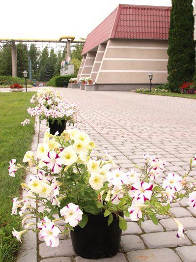 Цветущее предприятие: как на территории БЦЗ заботятся о благоустройстве