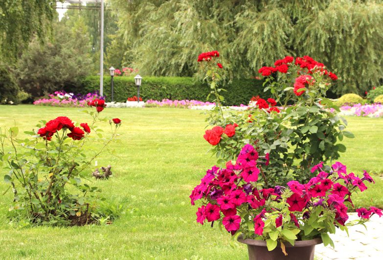 Цветущее предприятие: как на территории БЦЗ заботятся о благоустройстве