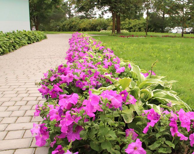 Цветущее предприятие: как на территории БЦЗ заботятся о благоустройстве