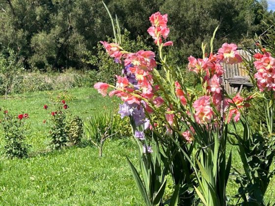 Поезд "Забота" навестил жителей Пролетарского сельсовета