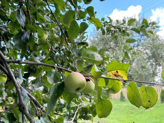 Поезд "Забота" навестил жителей Пролетарского сельсовета
