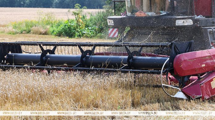 Более 8,9 млн тонн зерна намолотили в Беларуси