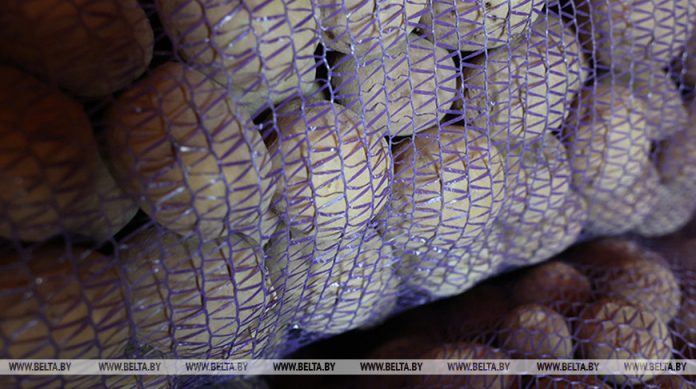 Аграрии Беларуси убрали свыше 40% выращенных в открытом грунте овощей