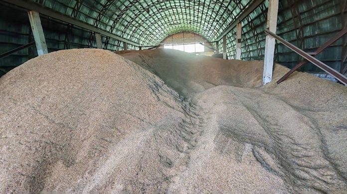 КГК предотвратил порчу почти 500 тонн зерна в Могилевской области
