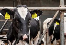 Пресечь случаи бесхозяйственности. Прокуратура Костюковичского района взыскала ущерб с виновных в падеже скота