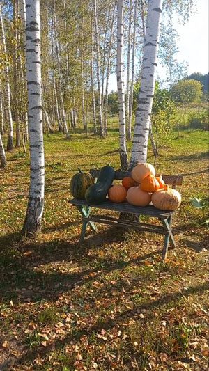 Продолжается благоустройство территории Новосамотевичского сельского совета