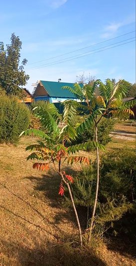 Продолжается благоустройство территории Новосамотевичского сельского совета