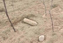 Жительница Лунинецкого района перебирала картошку и нашла боеприпас