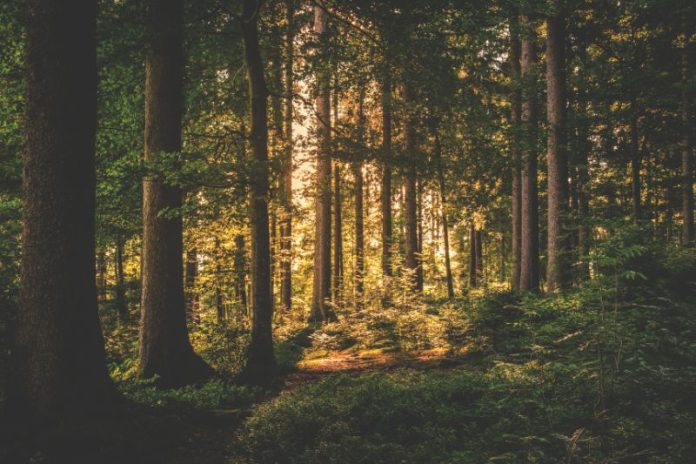 Как не потеряться в лесу и что делать, если уже заблудились, напомнили в МЧС