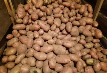 В Беларуси установили максимальную цену на картофель: столько будет стоить в зимний сезон