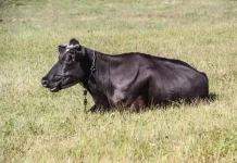 Очень хотели премию и скрывали падеж: на Витебщине выявлены махинации в двух сельхозорганизациях