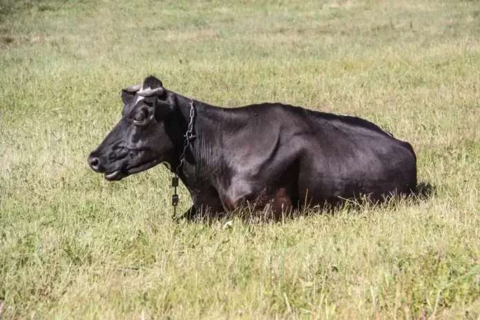 Очень хотели премию и скрывали падеж: на Витебщине выявлены махинации в двух сельхозорганизациях