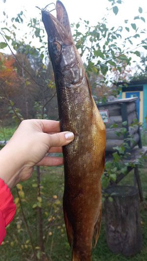 Обычный человек создал необычный музей в Костюковичском районе Обычный человек создал необычный музей в Костюковичском районе