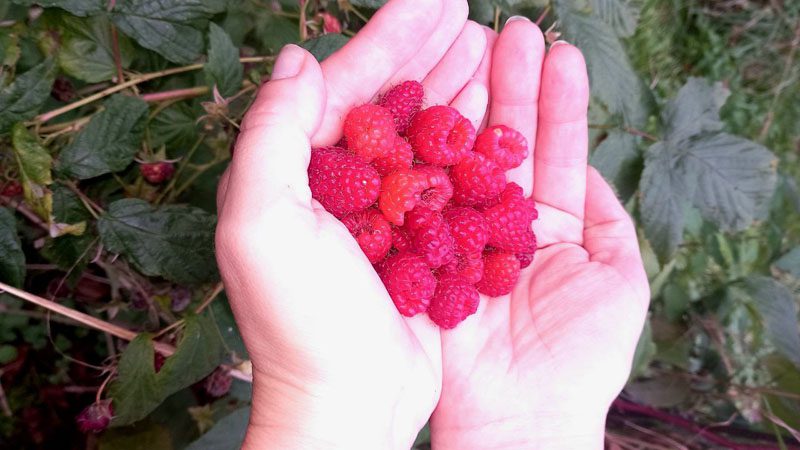 Обычный человек создал необычный музей в Костюковичском районе Обычный человек создал необычный музей в Костюковичском районе