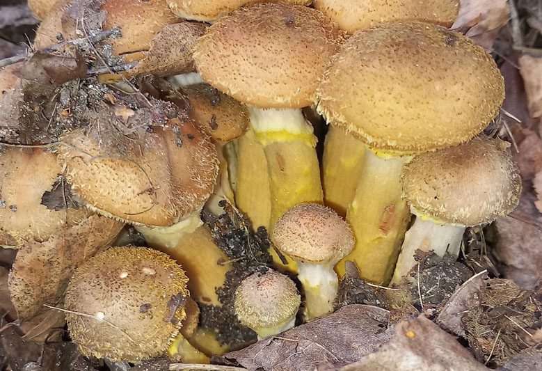 Обычный человек создал необычный музей в Костюковичском районе Обычный человек создал необычный музей в Костюковичском районе