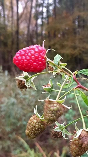 Обычный человек создал необычный музей в Костюковичском районе Обычный человек создал необычный музей в Костюковичском районе