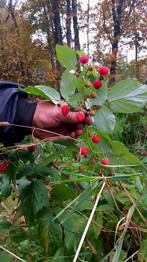 Обычный человек создал необычный музей в Костюковичском районе Обычный человек создал необычный музей в Костюковичском районе