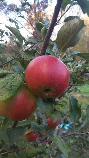 Обычный человек создал необычный музей в Костюковичском районе Обычный человек создал необычный музей в Костюковичском районе