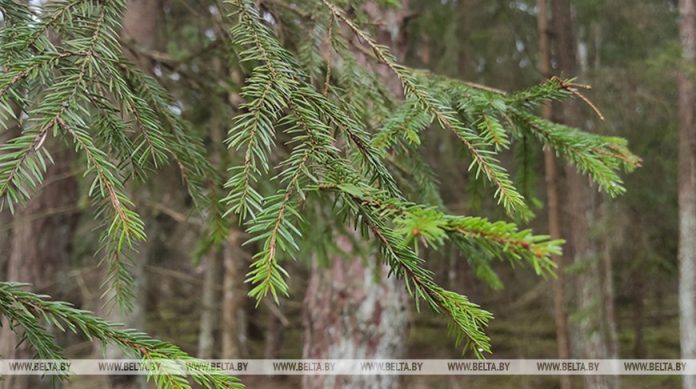 Места обитания краснокнижных диких животных в Чаусском районе переданы под охрану