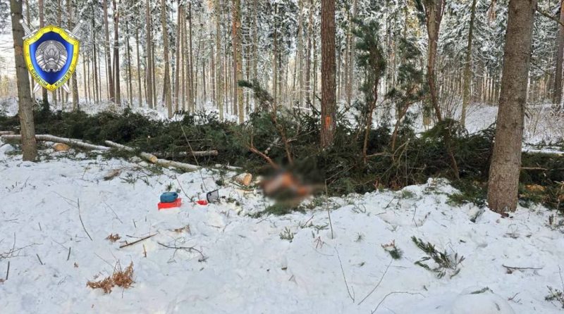 В Костюковичском районе при валке леса погиб работник