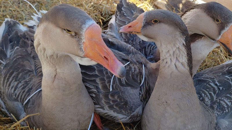 «Гусінае свята» вновь собрало гостей в Белой Дуброве