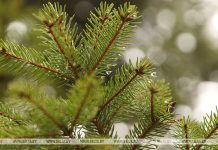 Оранжевый уровень опасности объявлен в Беларуси 14 февраля. О чем предупреждают синоптики