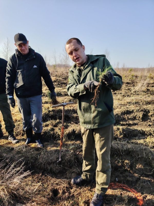 Первые гектары нового леса на Костюковщине