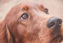 Налог на собак в Беларуси: кто может получить льготы