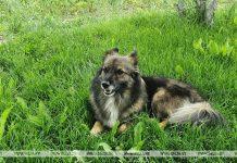 Какие документы нужны для регистрации домашнего животного, рассказали в МЖКХ