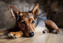 Ответственное обращение с животными: что нужно знать владельцам