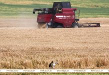 Урожайность зерновых превышает прошлогоднюю по всем областям — Минсельхозпрод
