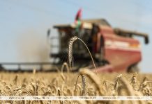 В Беларуси намолотили 8,2 млн тонн зерна