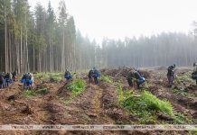 Акция «Дай лесу новае жыццё!» пройдет в Беларуси с 17 по 24 октября